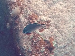 Cymothoid Isopod on Brown Chromis